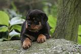 ROTTWEILER 339